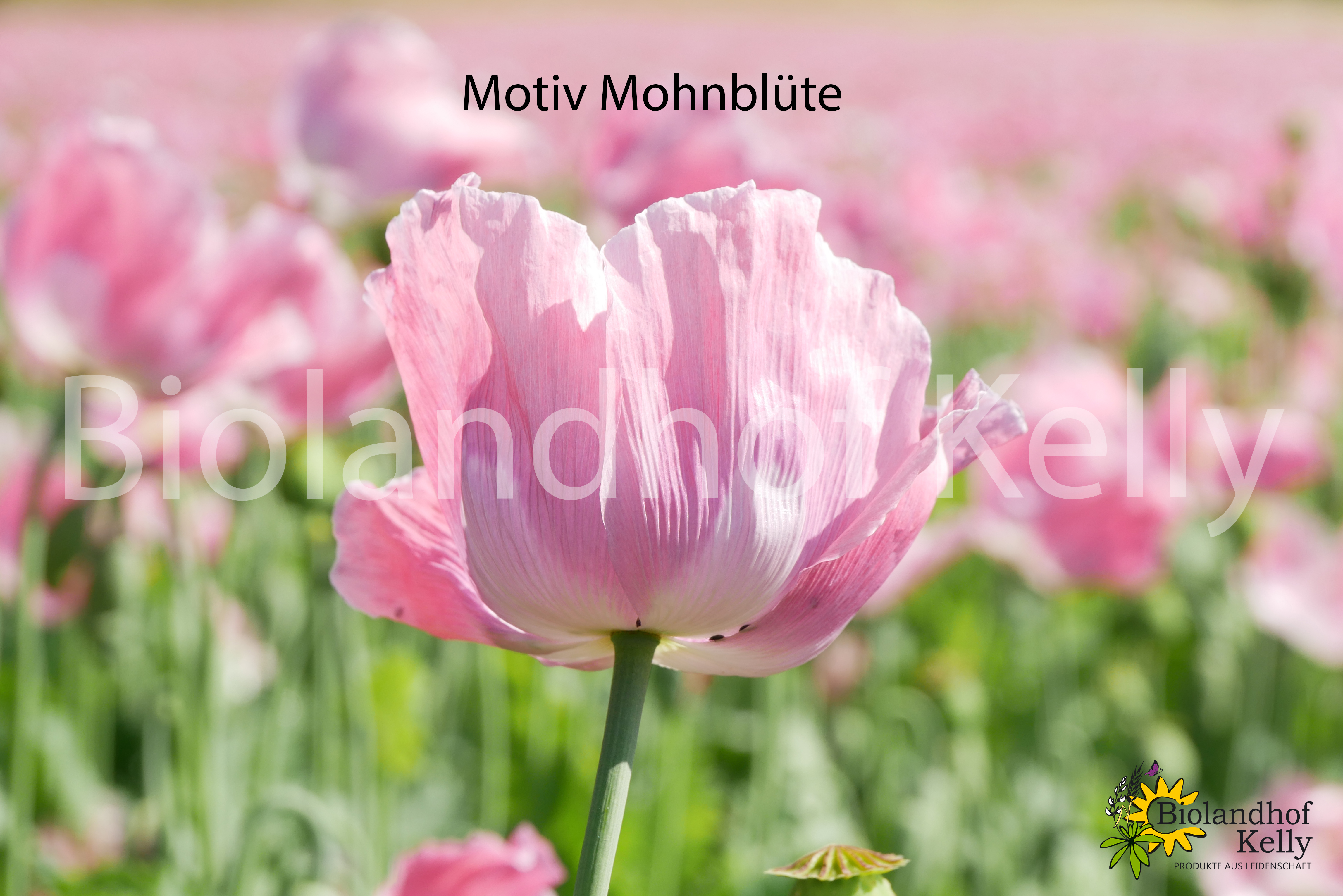 Mohnblüte
